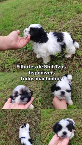 Filhotes de Shihtzus