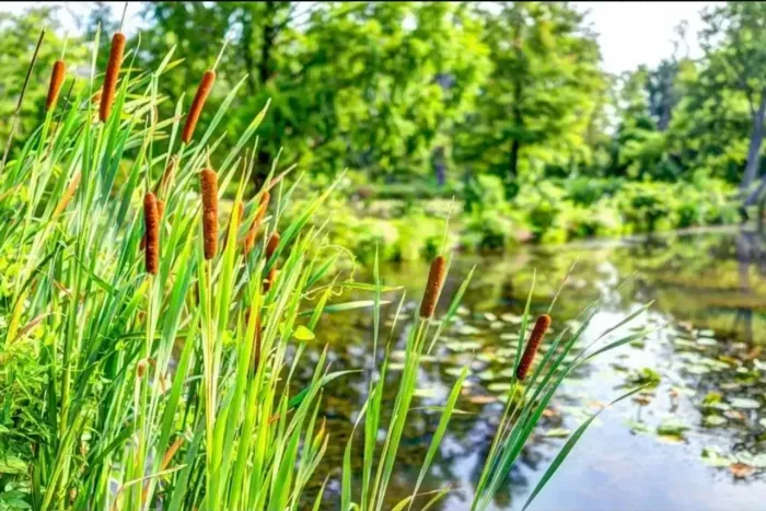 20 Mudas Typha Domingensis Taboa Brejo Paisagismo