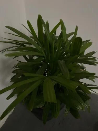 VASO COM PLANTA