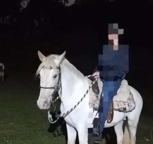 Cavalo marchador!!