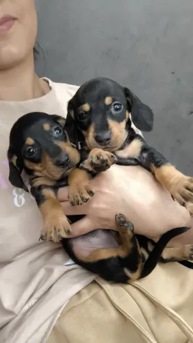 Dachshund machos