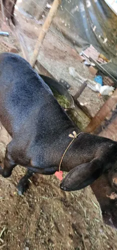 Carneiro
