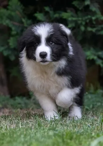 Filhotes de Border Collie | Um charme que hipnotiza qualquer um.