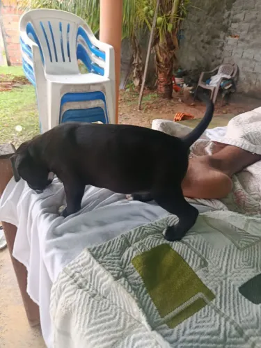 Filhote de pit bull com American Bully