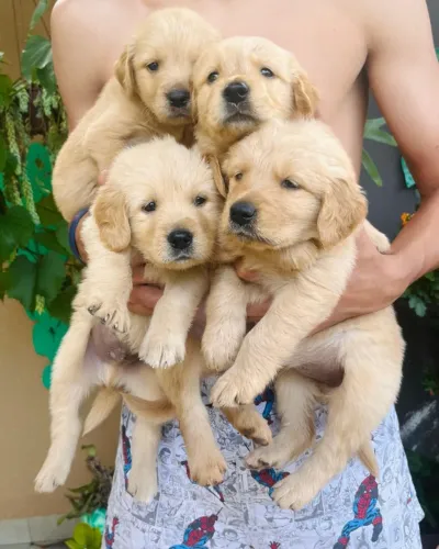 Filhotes de Golden Retriever Puro
