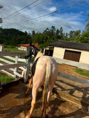 Égua de criança andar 