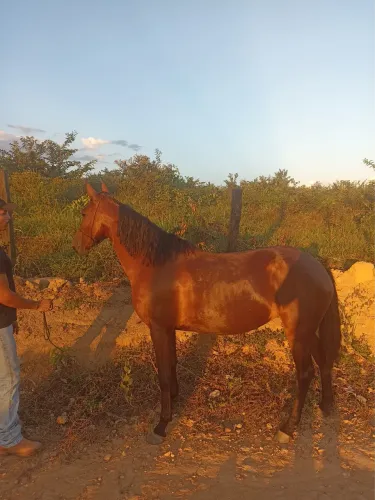 Égua mangalarga