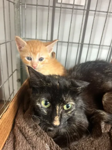 Gatinhos pra adoção conjunta