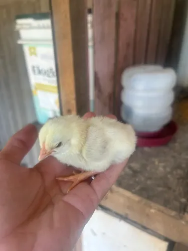 Animal