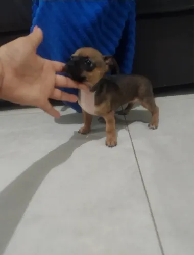 Fêmeas pinscher promoção 
