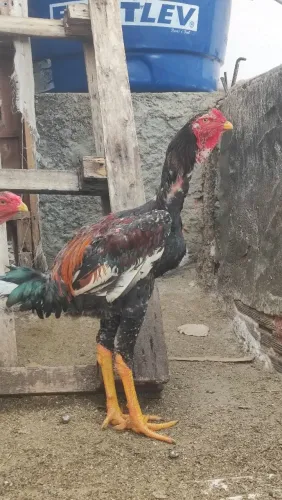 Galo índio gigante