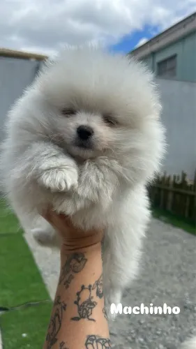 Lulu da pomerania 