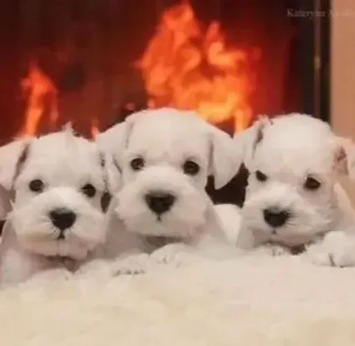 SCHNAUZER BRANCO