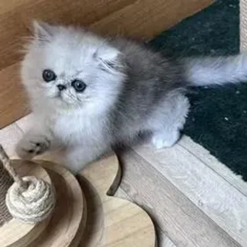 Gato Persa Mini Ursinho