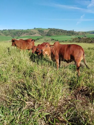 Novilhas Sindi Registradas