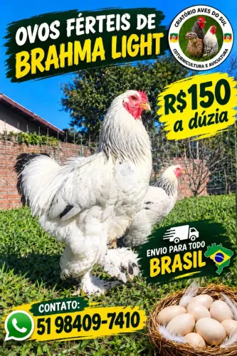 Ovos férteis Brahma Light