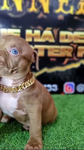 Obs é filhote com todas vacinas 