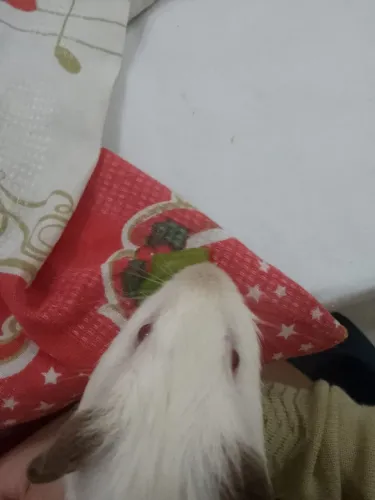 Porquinho da índia