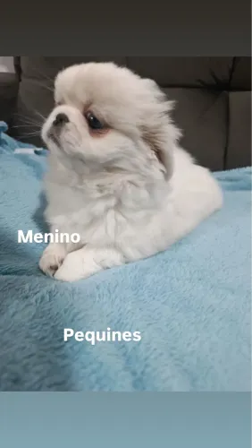 Pequines
