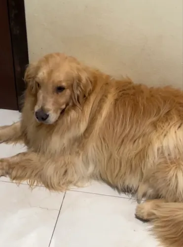 Golden Retriever Fêmea 