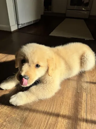 Golden Retriever Um companheiro para acompanhar cada caminhada