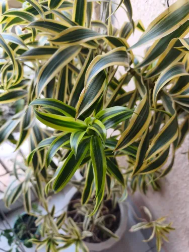 Pleomele (Dracena reflexa)
