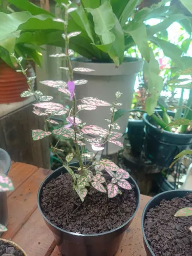 Lindas Mudas de Planta Confete no Vaso