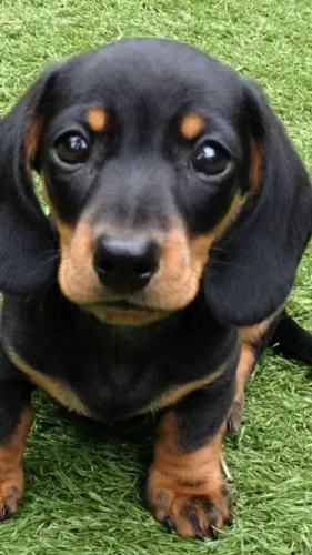 Dachshund sua bela encantadora fêmea filhote salsicha 