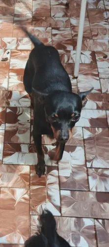 Doa se pinscher 0 1 ano e meio