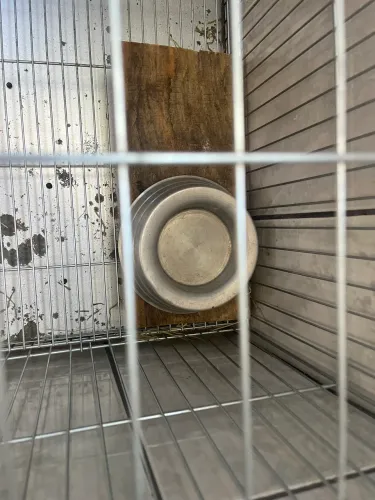 Gaiola em perfeito estado 3 meses de uso