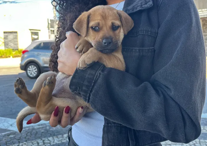 Cachorro (fêmea)