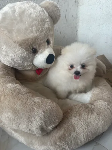 Spitz branco neve Anão