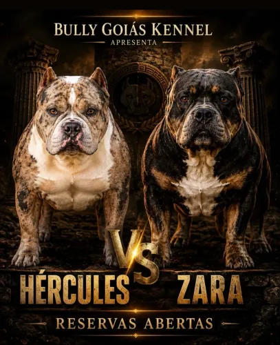 Américan Bully