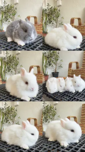 Filhotes de Coelho Netherland Dwarf