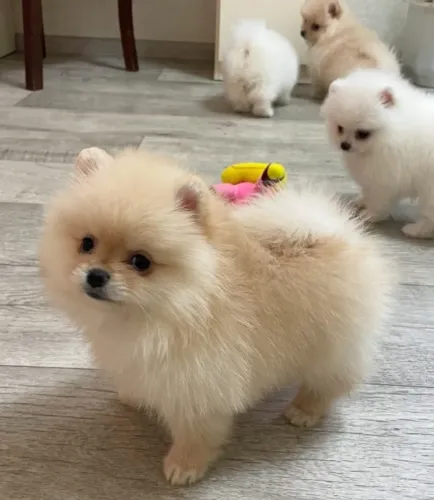 Cachorro Lulu condição especial liberada para este fim de semana