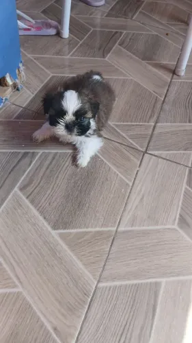 Shih tzu fêmea bem pequenas