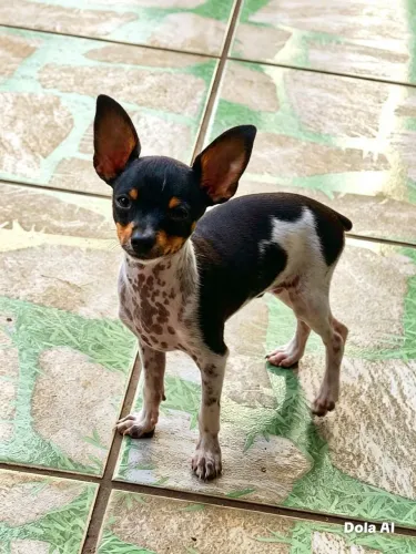 PINSHER