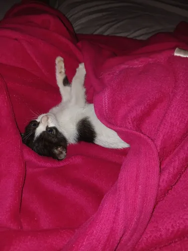 Gato para doação 