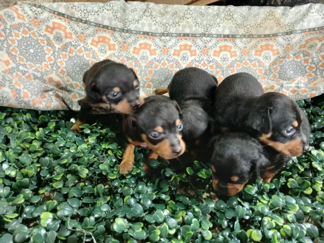 Pinscher 400