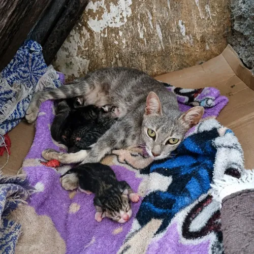 GATA COM 4 FILHOTES PRECISANDO DE LAR TEMPORÁRIO