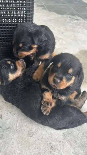 Filhotes de Rottweiler 