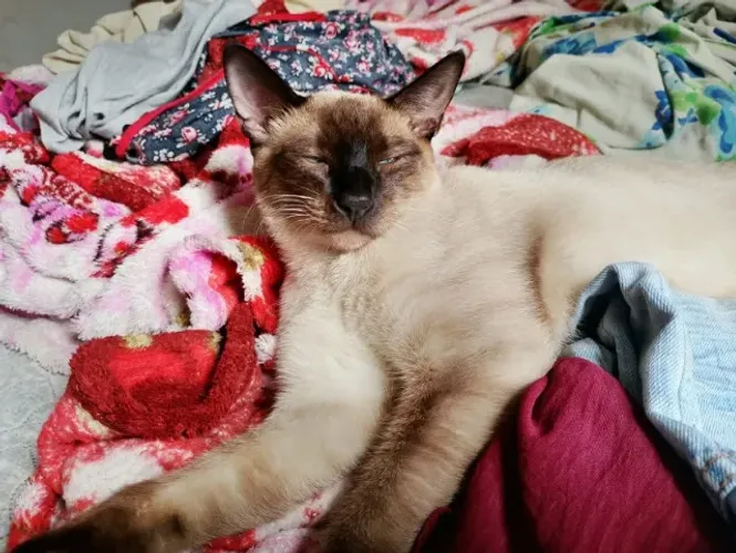 Gato Siamês Macho 6 meses