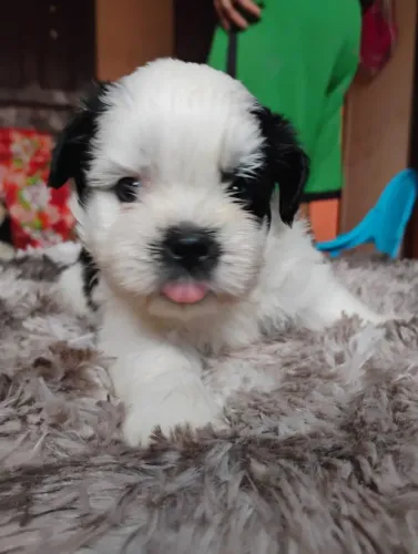 Filhotes de Shitzu 