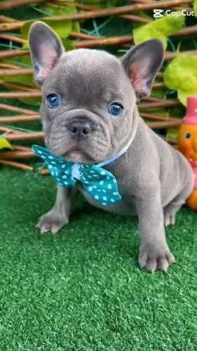 Bulldog frances Blue