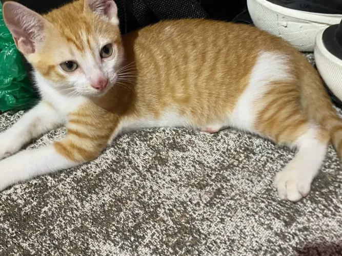 Gato laranjinha adoção Ananindeua