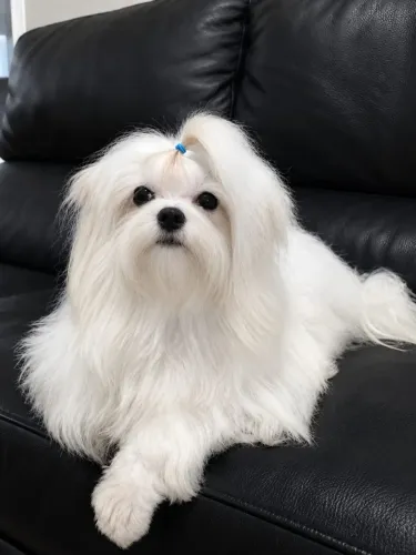 Procuro maltês macho mini pra cruzar ou pra venda