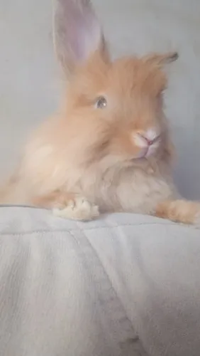 Mini Coelho ted