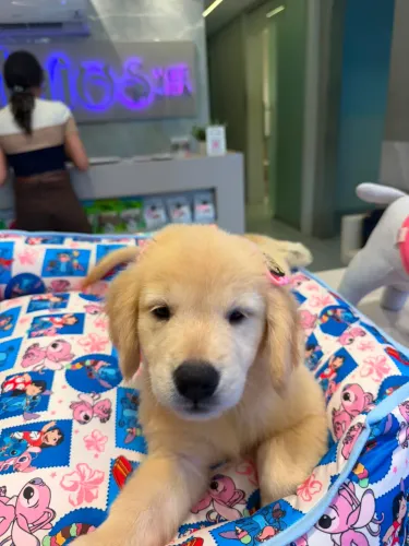 FILHOTE DE GOLDEN RETRIEVER FÊMEA