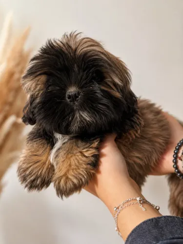 Shihtzu 