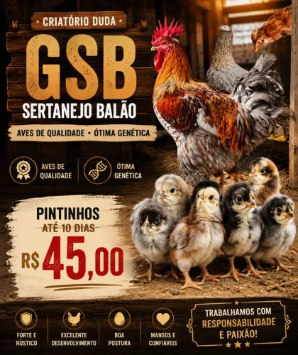 Pintinhos gsb ,sertanejo balao. Puros.